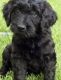 Labradoodle Puppies for sale in Charlotte, NC, USA. price: $1,500