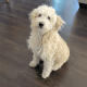 Labradoodle Puppies for sale in Orange County, CA, USA. price: $1,200