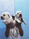 Labradoodle Puppies for sale in Muzaffarnagar, Uttar Pradesh, India. price: 19000 INR