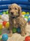 Labradoodle Puppies for sale in Meriden, CT, USA. price: $1,800