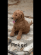 Labradoodle Puppies for sale in Hallettsville, TX 77964, USA. price: $1,500