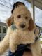 Labradoodle Puppies for sale in 300 Ben Neuis Pl, Fredericksburg, VA 22405, USA. price: $500