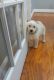 Labradoodle Puppies for sale in Snow Hill, NC 28580, USA. price: $500