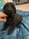 Labradoodle Puppies for sale in Shippensburg, PA 17257, USA. price: $500