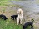 Labradoodle Puppies for sale in Port Orchard, WA, USA. price: $80,000