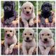 Labradoodle Puppies for sale in Port Lavaca, TX 77979, USA. price: NA