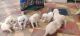 Labradoodle Puppies for sale in Hyderabad, Telangana, India. price: 18000 INR