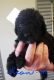 Labradoodle Puppies for sale in Watts, OK 74964, USA. price: $750