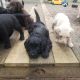 Labradoodle Puppies for sale in Lakemont, GA 30552, USA. price: $1,200