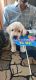 Labradoodle Puppies for sale in Vadodara, Gujarat, India. price: 13000 INR