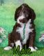 Labradoodle Puppies for sale in Burns, TN, USA. price: $600