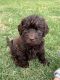 Labradoodle Puppies for sale in Midlothian, TX, USA. price: $1,000