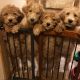Labradoodle Puppies for sale in Sandpoint, ID 83864, USA. price: $50,000