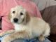 Labradoodle Puppies for sale in Castle Rock, CO, USA. price: $900