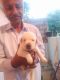 Labradoodle Puppies for sale in Kengeri, Bengaluru, Karnataka 560060, India. price: 8000 INR