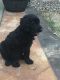 Labradoodle Puppies for sale in Jacksonville, AR, USA. price: $450