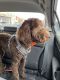 Labradoodle Puppies for sale in Plain City, OH 43064, USA. price: NA