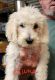 Labradoodle Puppies for sale in Watts, OK 74964, USA. price: $600