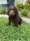Labradoodle Puppies for sale in Naples, FL, USA. price: $1,795