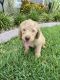 Labradoodle Puppies for sale in Naples, FL, USA. price: $1,795