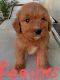 Labradoodle Puppies for sale in Eubank, KY 42567, USA. price: $450