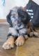 Labradoodle Puppies for sale in Springfield, MO 65810, USA. price: $600,900