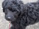 Labradoodle Puppies for sale in Charlotte, NC, USA. price: $1,200