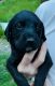 Labradoodle Puppies for sale in Fairmont, WV 26554, USA. price: $900
