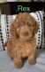 Labradoodle Puppies for sale in Royse City, TX, USA. price: $1,500