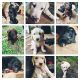 Labradoodle Puppies for sale in Lakemont, GA 30552, USA. price: $700