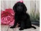 Labradoodle Puppies for sale in Elgin, IL, USA. price: $800
