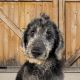 Labradoodle Puppies for sale in Dundee, OH 44624, USA. price: NA
