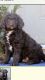 Labradoodle Puppies for sale in Milford, CT, USA. price: $3,200