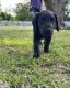 Labradoodle Puppies for sale in Groves, TX 77619, USA. price: NA