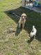 Labradoodle Puppies for sale in 1372 Swan Lake Cir, Dundee, FL 33838, USA. price: $5,000