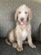 Labradoodle Puppies for sale in Dassel, MN 55325, USA. price: NA