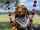 Labradoodle Puppies for sale in Waco, TX, USA. price: $2,000