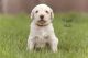 Labradoodle Puppies for sale in Thetford, VT, USA. price: $1,500
