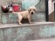 Labradoodle Puppies for sale in Patiala, Punjab, India. price: 12000 INR