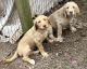 Labradoodle Puppies for sale in Houston, TX, USA. price: $150