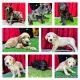 Labradoodle Puppies for sale in Lakewood, CA, USA. price: $1,000