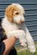 Labradoodle Puppies for sale in Tarboro, NC 27886, USA. price: $600