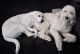 Labradoodle Puppies for sale in Mesa, AZ, USA. price: $2,500