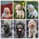 Labradoodle Puppies for sale in Port Lavaca, TX 77979, USA. price: $1,000
