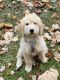 Labradoodle Puppies for sale in Windham, ME 04062, USA. price: $750