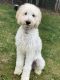 Labradoodle Puppies for sale in Windham, ME 04062, USA. price: $950