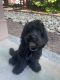 Labradoodle Puppies for sale in Duluth, GA 30097, USA. price: $2,000
