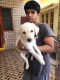 Labradoodle Puppies for sale in Miyapur, Telangana, India. price: 25000 INR