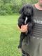 Labradoodle Puppies for sale in Hillsboro, OH 45133, USA. price: NA
