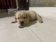 Labradoodle Puppies for sale in Chandigarh, India. price: 7 INR